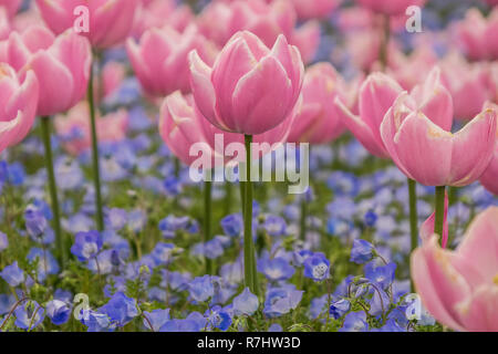 Campo di tulipani in Nabana no sato, un famoso giardino di fiori in Giappone Foto Stock