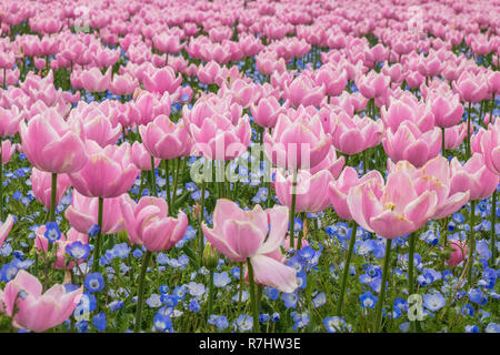 Campo di tulipani in Nabana no sato, un famoso giardino di fiori in Giappone Foto Stock