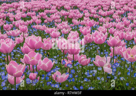 Campo di tulipani in Nabana no sato, un famoso giardino di fiori in Giappone Foto Stock