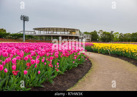 Campo di tulipani in Nabana no sato, un famoso giardino di fiori in Giappone Foto Stock