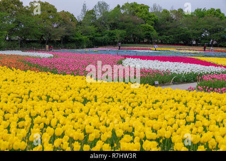 Campo di tulipani in Nabana no sato, un famoso giardino di fiori in Giappone Foto Stock