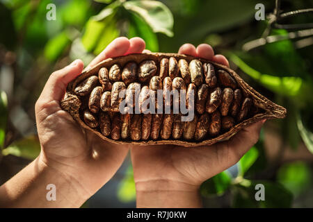 Pod di cacao nelle mani di close-up. Foglie verdi in background. Foto Stock