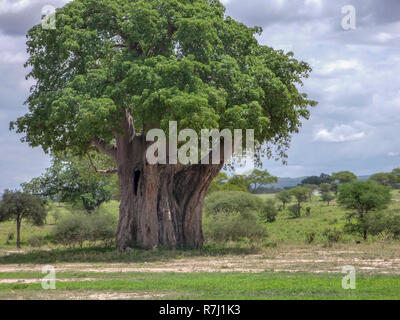 Lone Baobab (Adansonia digitata). Questa struttura si trova nel caldo, asciutto regioni dell Africa sub-sahariana. Esso ha un ampio bagagliaio per immagazzinare l'acqua. Foto Foto Stock