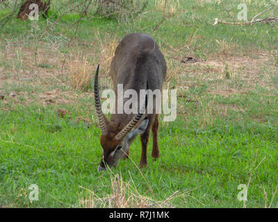 Maschio (waterbuck Kobus ellipsiprymnus) fotografato in Tanzania Foto Stock