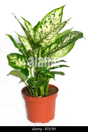 Dieffenbachia o dumbcane isolati su sfondo bianco in pentola floreale. Seguine Dieffenbachia, noto anche come dumbcane Foto Stock