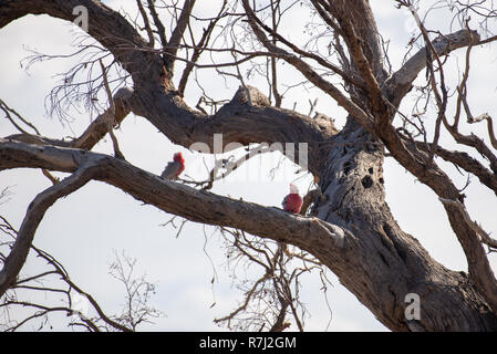 Galah appollaiate su un albero morto Foto Stock