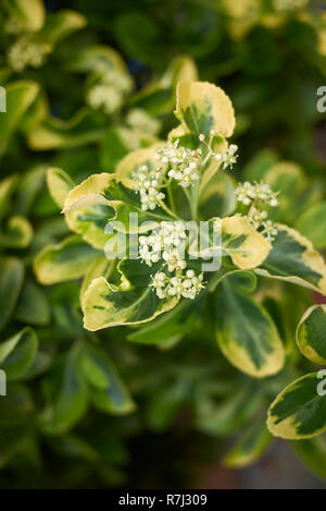 Euonymus japonicus close up Foto Stock