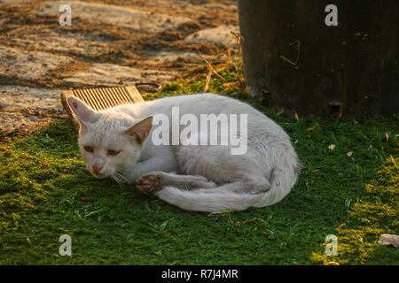 Bianco gatto domestico dorme sul prato verde Foto Stock