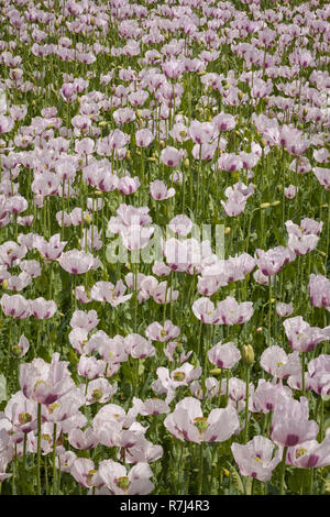 Papaveri medicinali, Papaver somniferum, crescendo a Ipsden, Oxfordshire Foto Stock