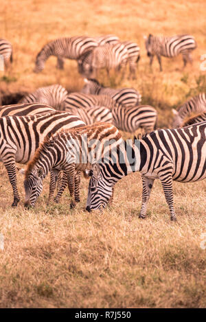 Mandria di zebre nella savana africana. Zebra con un motivo di bianco e nero strisce. La fauna selvatica scena dalla natura in Africa. Safari nel parco nazionale di Ngoro Foto Stock