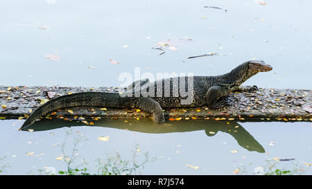 Asian monitor acqua (Varanus salvator) nel Parco Lumphinee, Bangkok, Thailandia Foto Stock