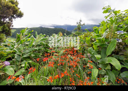 Fiori e piante tropicali dell'isola di Sao Miguel nelle Azzorre. Foto Stock