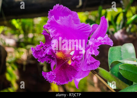 Cattleya hybrid orchid, con la giungla vegetazione sullo sfondo Foto Stock