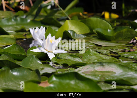 White water lily su uno sfondo di foglie verdi di close-up Foto Stock