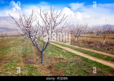 Fattoria di albicocche durante la stagione sping contro Vayk mountain range, Vayots Dzor Provincia, Armenia Foto Stock