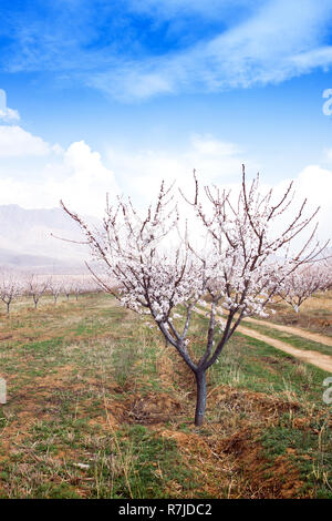 Fattoria di albicocche durante la stagione sping contro Vayk mountain range, Vayots Dzor Provincia, Armenia Foto Stock