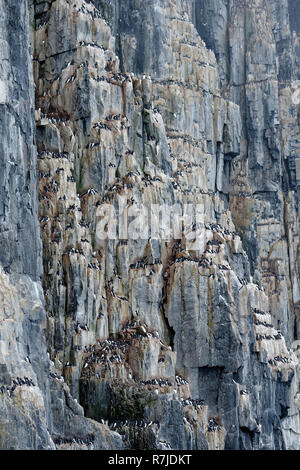 Thick-fatturati Murres (Uria lomvia) o Brunnich guillemots della colonia, Alkefjellet bird cliff, Hinlopen Strait, isola Spitsbergen, arcipelago delle Svalbard, Foto Stock