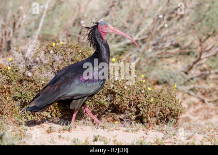 Northern calvo Ibis (Geronticus eremita), la vista laterale di un adulto a piedi nel suo habitat in Marocco Foto Stock