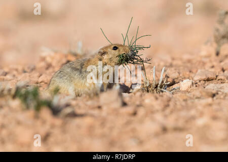 Sabbia di grasso di ratto (Psammomys obesus), adulto di portare l'erba in bocca Foto Stock