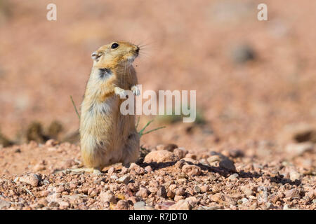 Sabbia di grasso di ratto (Psammomys obesus), adulto in piedi sul suolo Foto Stock