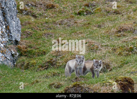 Giovani volpi artiche (Vulpes vulpes lagopus), Alkhornet, arcipelago delle Svalbard, Norvegia Foto Stock