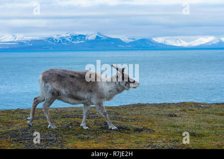 Renna delle Svalbard (Rangifer tarandus platyrhynchus) nel toundra, isola Spitsbergen, arcipelago delle Svalbard, Norvegia Foto Stock