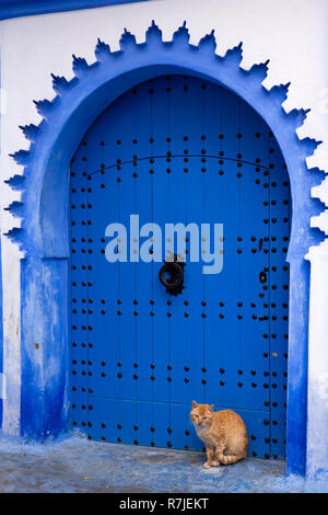 Il Marocco, Chefchaouen, città blu, Medina, cat nel blu dipinto di casa ad arco porta Foto Stock