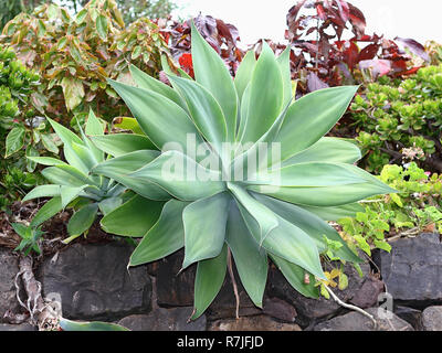 Agave attenuata, collo di cigno agave su una parete del giardino a Madera Foto Stock