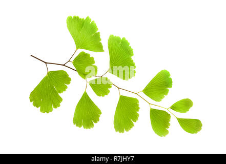 Nero felce capelvenere ramo (Adiantum capillus-veneris) Foto Stock