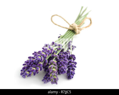 Lavanda fiori isolati su sfondo bianco Foto Stock