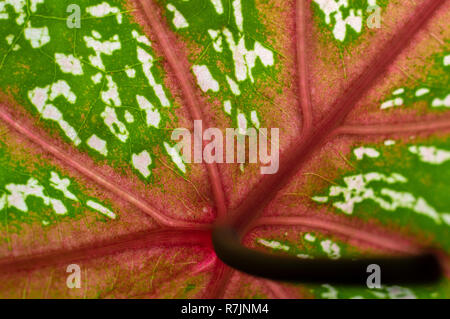 Superficie di caladium lascia scoperto in Indonesia Foto Stock