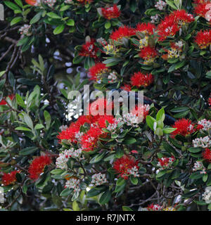 Tui bere il nettare da un albero Pohutukawa, la Nuova Zelanda albero di Natale, sia nuova zelanda nativi Foto Stock