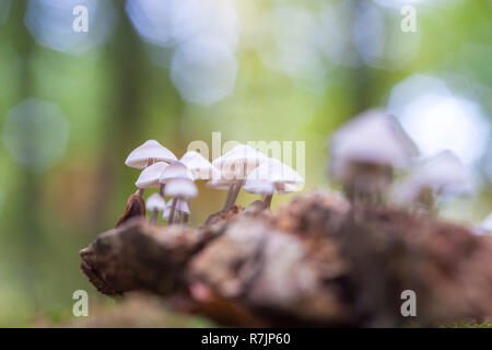 Un gruppo di funghi velenosi (fungo, toadstools) e moss sul moncone marcio Foto Stock