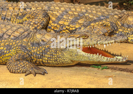 Vista dettagliata del coccodrillo africano specie Crocodylus niloticus, con la bocca aperta a iSimangaliso Wetland Park in St Lucia Estuary, Sud Africa. Foto Stock