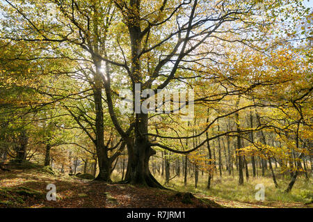 Faggi in autunno sunshine, Lake District, Keswick, Cumbria, England, Regno Unito Foto Stock