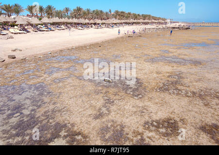 La bassa marea su Coral Beach Sharm el-Sheikh, South Sinai Governatorato, Egitto Foto Stock