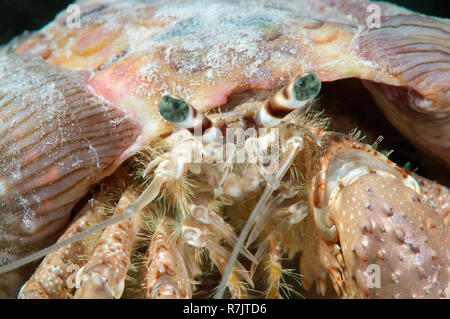 Anemone Granchio eremita (Dardano tinctor), Mar Rosso, Egitto Foto Stock