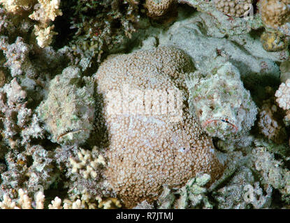 Falso pesce pietra (Scorpaenopsis diabolus), camuffati, Mar Rosso, Egitto Foto Stock