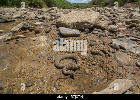 Northern Watersnake (Nerodia sipedon sipedon) da Otero County, Colorado, Stati Uniti d'America. Foto Stock