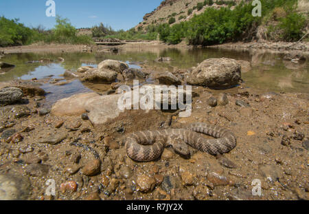Northern Watersnake (Nerodia sipedon sipedon) da Otero County, Colorado, Stati Uniti d'America. Foto Stock