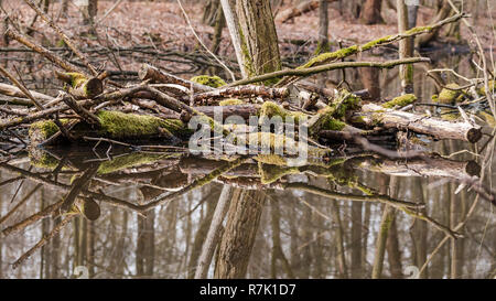 Tronchi di alberi nella foresta di riflesso in acqua Foto Stock