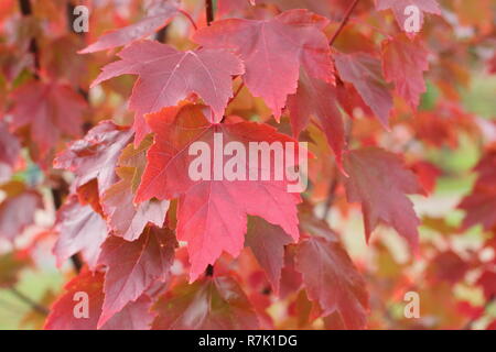 Acer rubrum 'Brandywine'. Brandywine rosso acero che mostra i colori autunnali, UK. Foto Stock