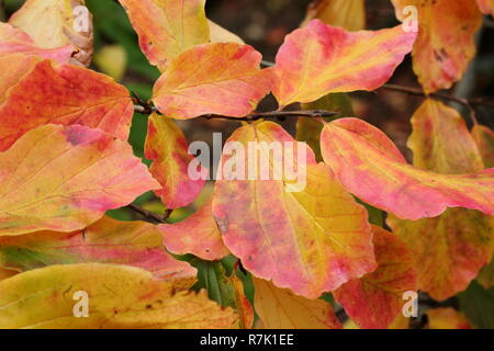 Parrotia persica. Fogliame di Persiano ironwood Albero in autunno, REGNO UNITO Foto Stock