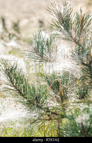 Primo piano della parte superiore di un albero di pino che ha spiderweb tra gli aghi Foto Stock