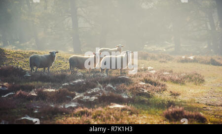 Pecore nella luce del mattino sul olandese heath Foto Stock
