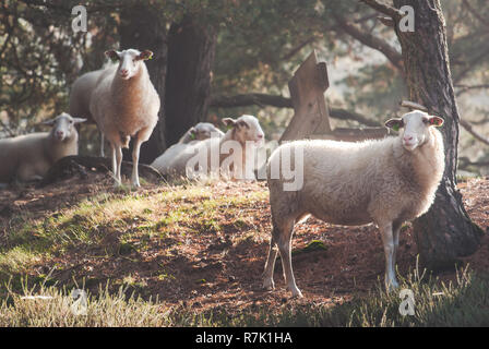 Pecore nella luce del mattino sul olandese heath Foto Stock