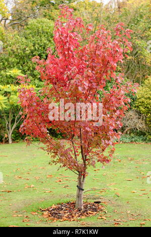 Acer rubrum 'Brandywine'. Brandywine rosso acero che mostra i colori autunnali, UK. Foto Stock