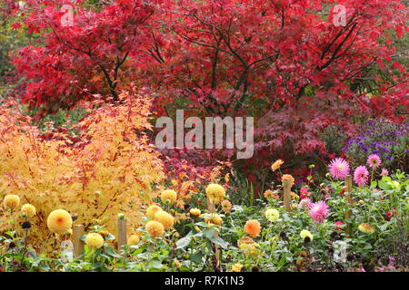 Autunno giardino confine con foglie rosse di Acer palmatum Matsukaze tree, giallo fogliame di Acer palmatum Sango kaku e fiori dalia, Ottobre, REGNO UNITO Foto Stock