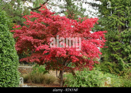 Acer Osakazuki giapponese acero visualizzazione di fogliame autunnale ottobre, REGNO UNITO Foto Stock
