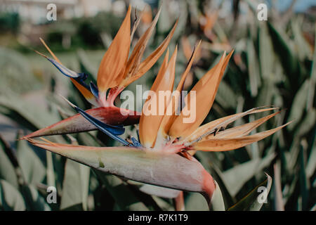 Un fiore tropicale nota come gli uccelli del paradiso con un miele delle api di bere il nettare in Laguna Beach, California, Stati Uniti d'America Foto Stock